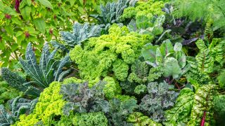 Gemüse im Garten, Foto: Colourbox