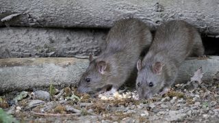 Ratten, Foto: Colourbox