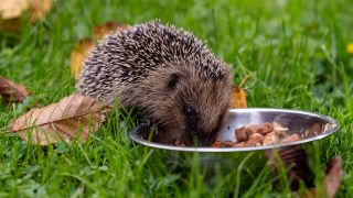 Ein Igel wird in einem Garten mit Katzenfutter aufgepeppelt, Foto: IMAGO/Eibner-Pressefoto/Fabian F