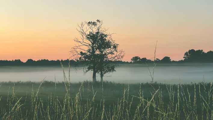 Nebel über der Schorfheide