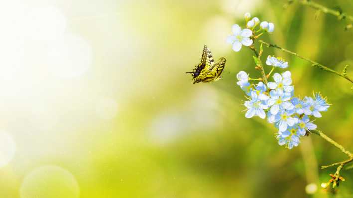 Grüner Frühlingshintergrund mit Schmetterling an weißer Blüte