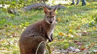 Ein Känguru im Tierpark Luckenwalde am 18.10.2024.(Quelle:rbb/A.Goligowski)